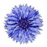 Blue Cornflower