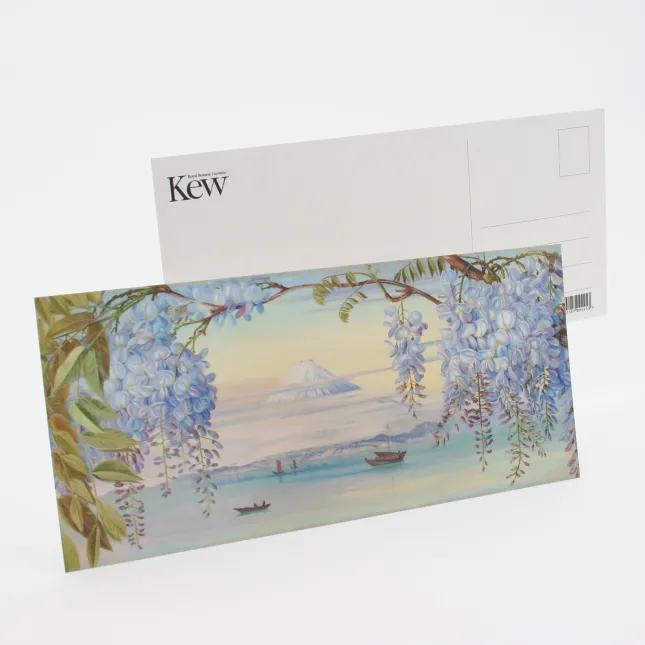 Postcard, panoramic